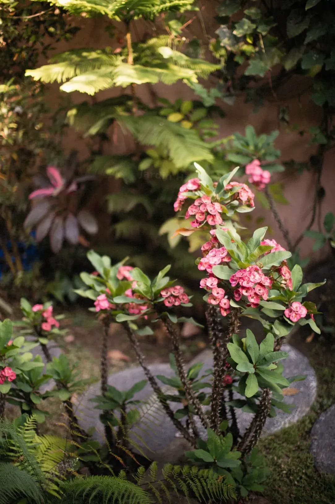 Jardin Harmonie 10