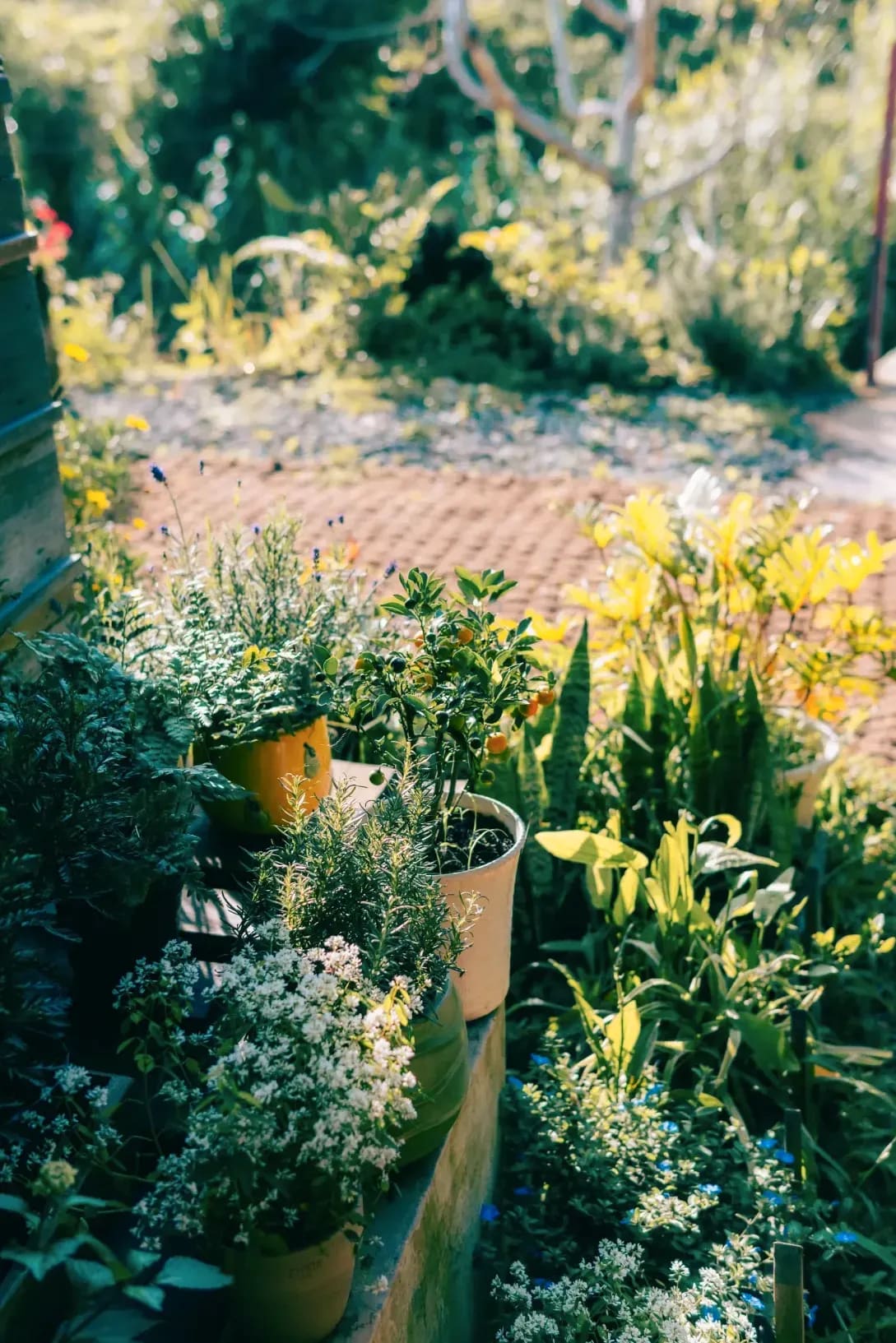 Jardin Harmonie 11